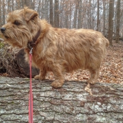 Hank Standing On a Log