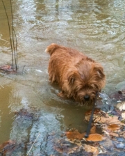 Hank Studying Wet Leaves