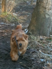 Hank Trotting Along In the Woods