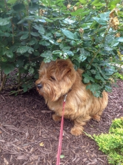 Hank Under a Bush