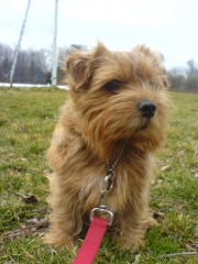 norfolk-terrier-hank_001471