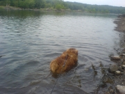 norfolk-terrier-hank_20090719_003513