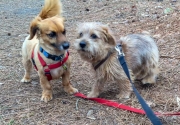 norfolk-terrier-jaxon-and-min-pin