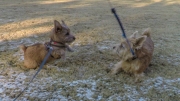 norfolk-terrier-jaxon-chasing-ernie