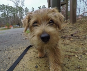 norfolk-terrier-jaxon-coming-closer