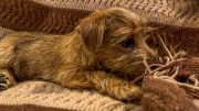 norfolk-terrier-jaxon-on-brown-blanket