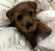 norfolk-terrier-jaxon-on-comforter