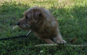 norfolk-terrier-jaxon-on-grass