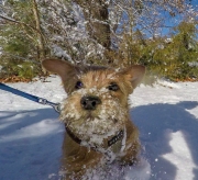 norfolk-terrier-jaxon-running-in-snow