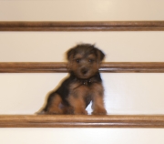 norfolk-terrier-otto-001665-2