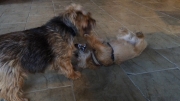 norfolk-terrier-otto-doesnt-need-to-try-2