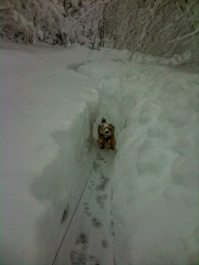 Norfolk Terrier Otto In Deep Snow