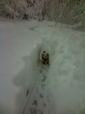Norfolk Terrier Otto In Deep Snow