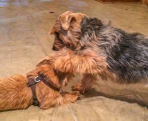 norfolk-terrier-otto-patting-ernie