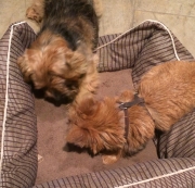 norfolk-terrier-otto-wants-his-bone