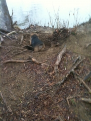 Otto Contemplates His Digging Adventure