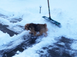 norfolk-terrier-otto_20150109_003681