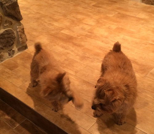 norfolk-terriers-hank-and-ernie_20150130_003677