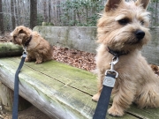 norfolk-terriers-hank-and-ernie_20150207_003689