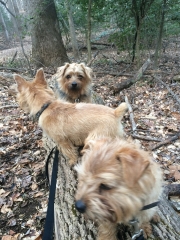 norfolk-terriers-hank-otto-and-ernie_20150204_003682