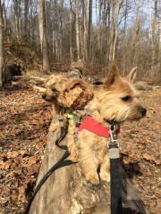 norfolk-terriers-hank-otto-and-ernie_20150206_003684