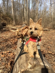 norfolk-terriers-hank-otto-and-ernie_20150206_003685