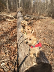 norfolk-terriers-hank-otto-and-ernie_20150206_003686