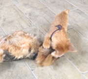 norfolk-terriers-otto-and-ernie-battle-for-toy-squirrel