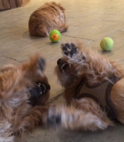 norfolk-terriers-otto-and-ernie-consider-wrestling