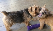 norfolk-terriers-otto-and-ernie-play-with-squeaky-toy-1