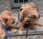 norfolk-terriers-otto-and-ernie