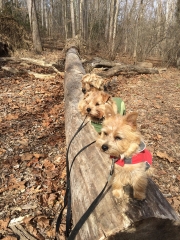 norolk-terriers-hank-otto-and-ernie_20150206_003687
