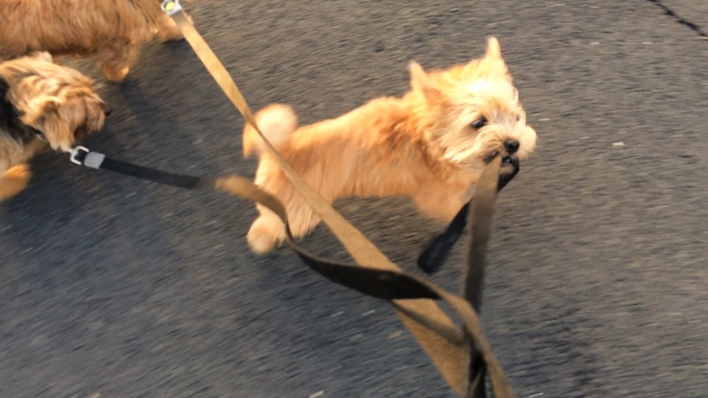 norfolk terrier ernie tries to walk hank and otto