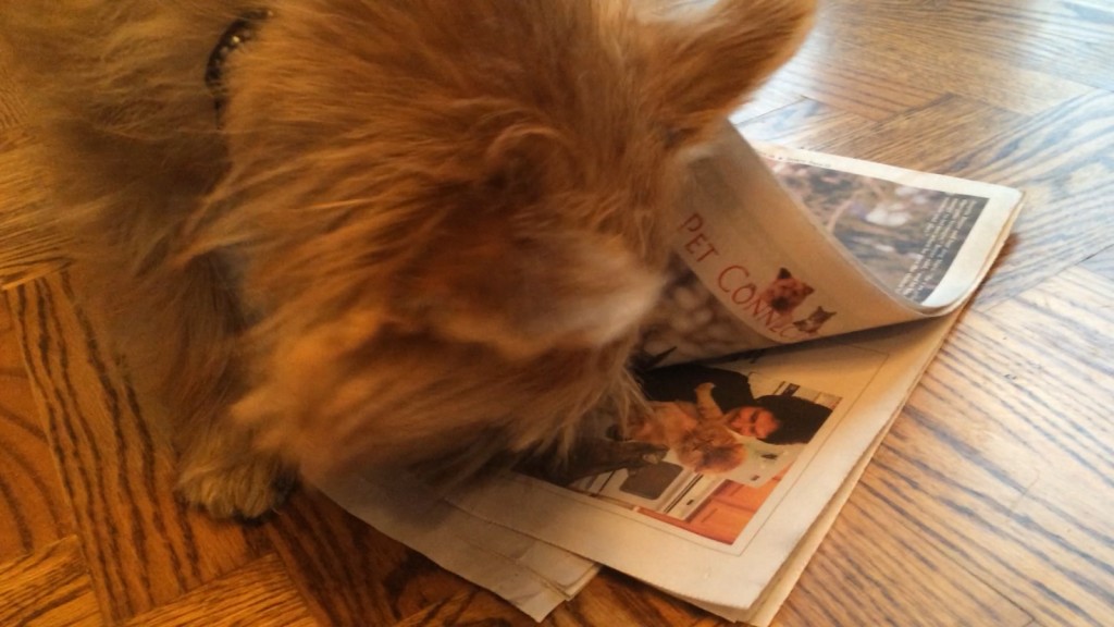 norfolk terrier ernie reading the pet connection