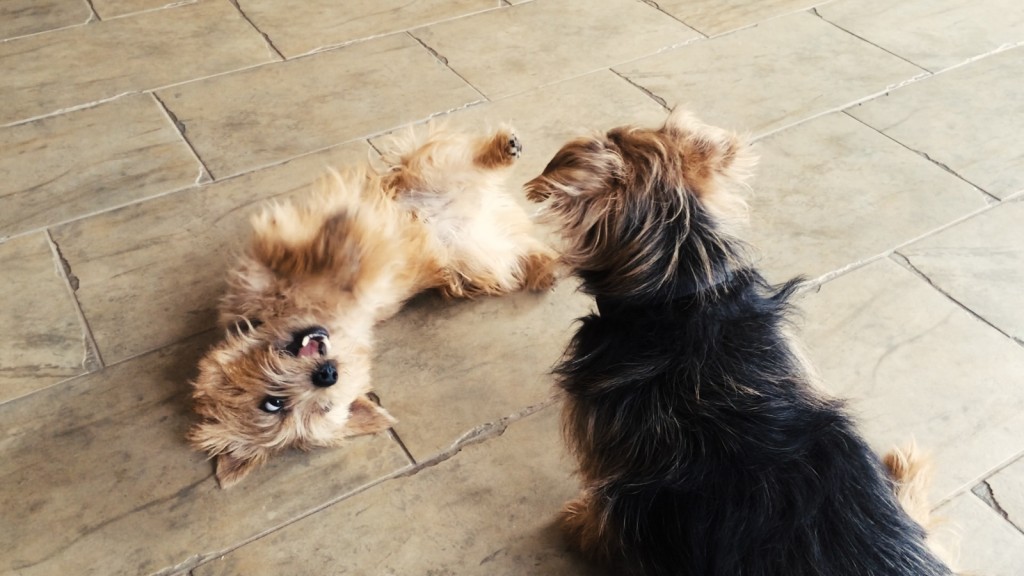 norfolk terrier ernie plays with otto