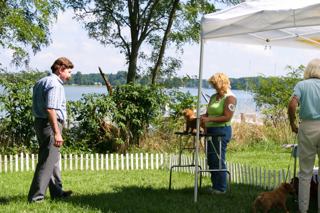 norfolk terrier hank at spring cove farm in 2004