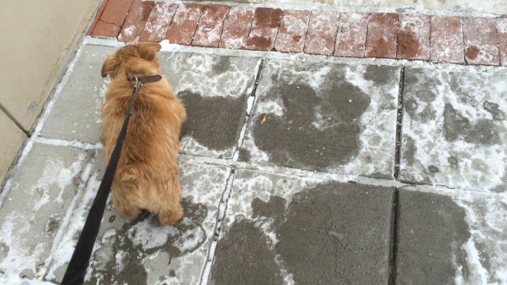 norfolk terrier hank avoids the rock salt