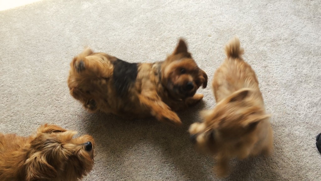 norfolk terriers hank, otto, and ernie at play