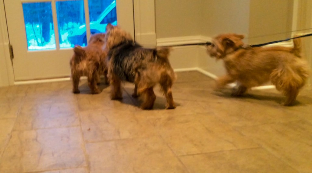 norfolk terriers bark at strange truck