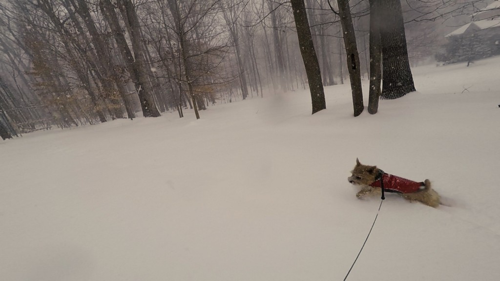 norfolk terrier ernie romps in snow