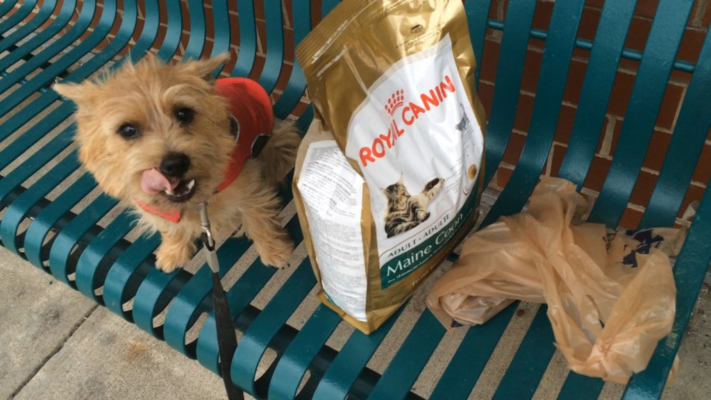 norfolk terrier ernie shops at petsmart