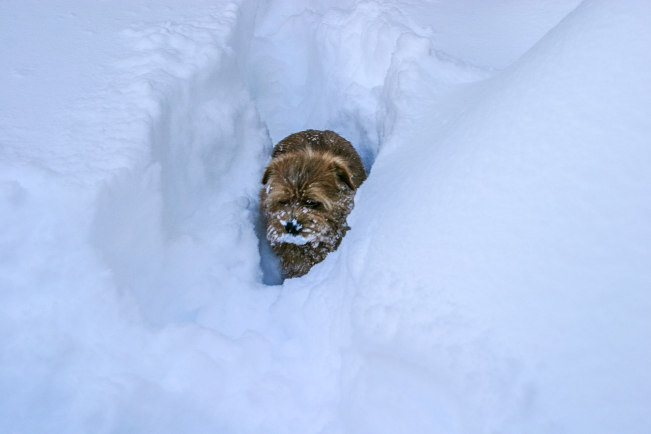 Hank Plows Through Deep Snow