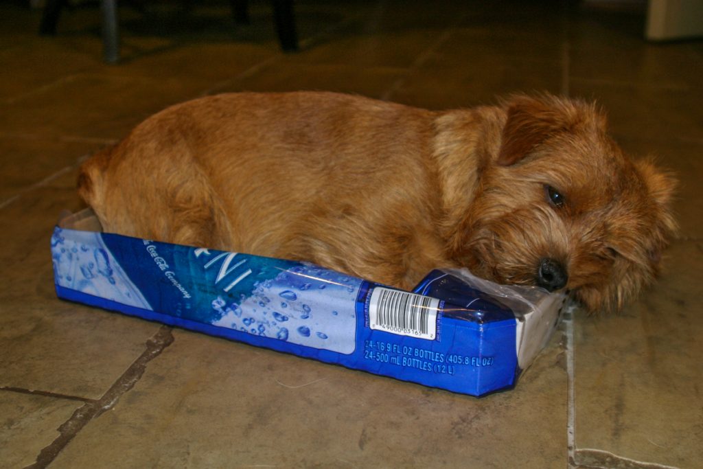 hank sleeping in a box