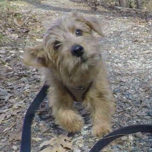 norfolk terrier jaxon