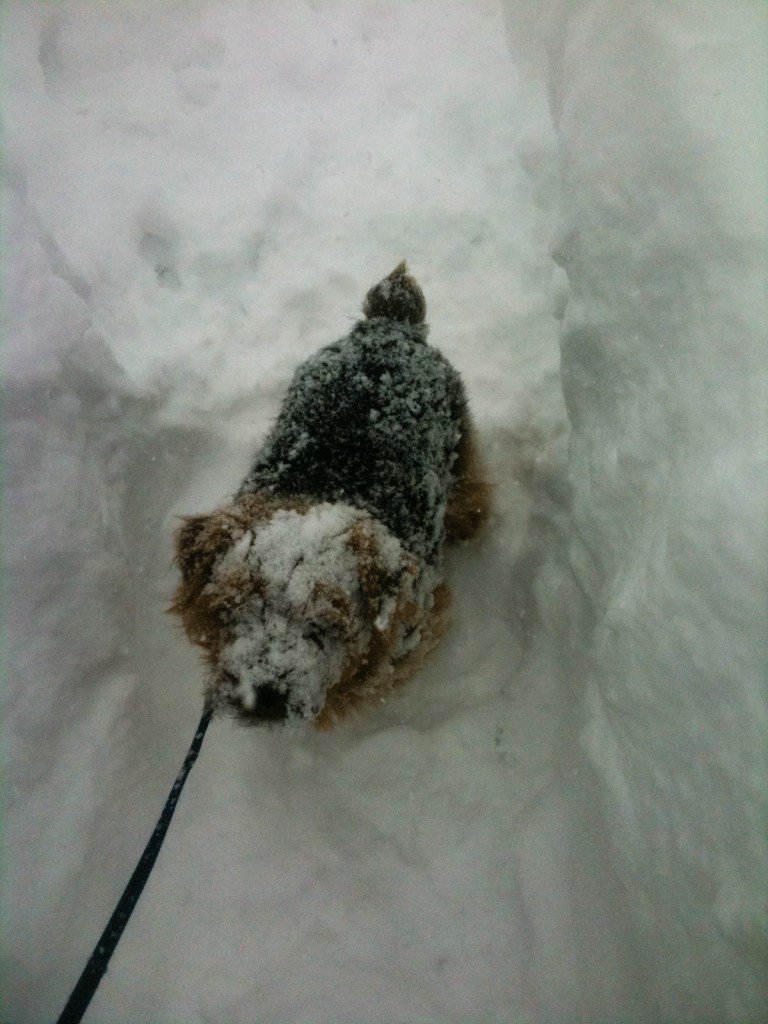 norfolk terrier otto pushes through snow