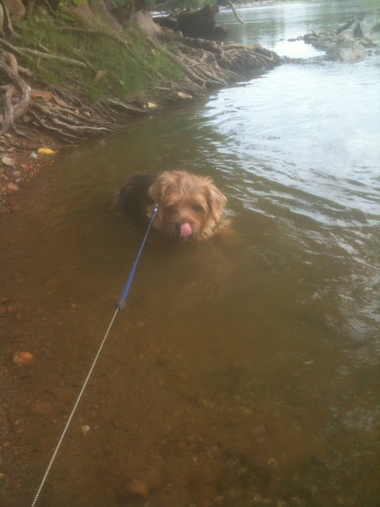 norfolk terrier otto relaxes in potomac river