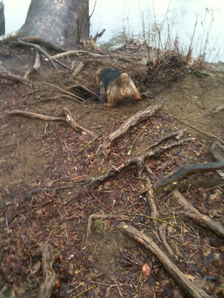 norfolk terrier otto relentlessly digs