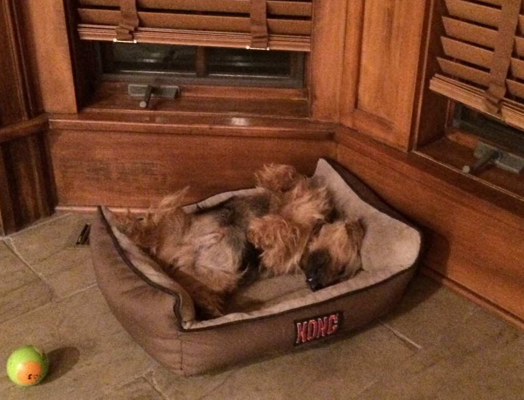 norfolk terrier otto is sleeping