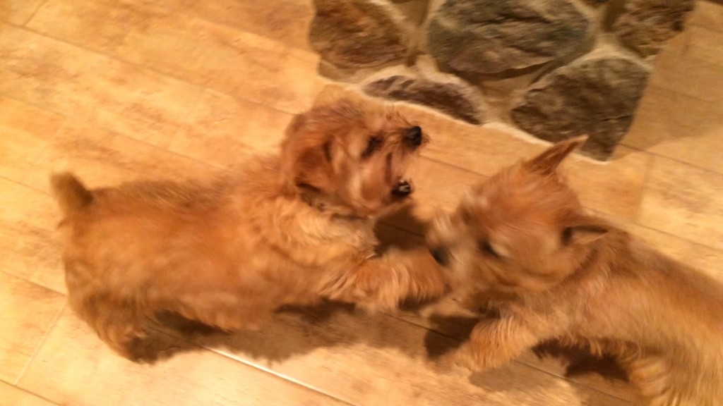 norfolk terrier hank pushes ernie back with his paw