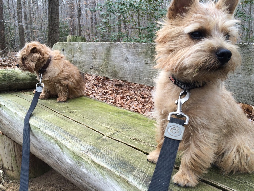 norfolk terriers hank and ernie on a bench